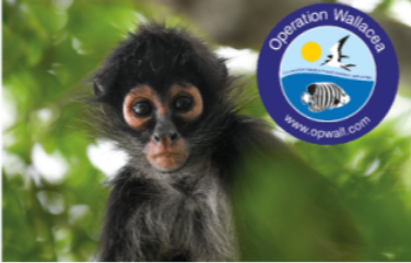 Wildlife Conservation Opportunities for Students - expeditions@opwall.com